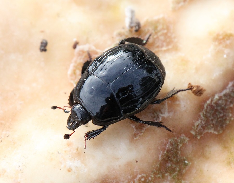 Margarinotus striola (Margarinotus striola)