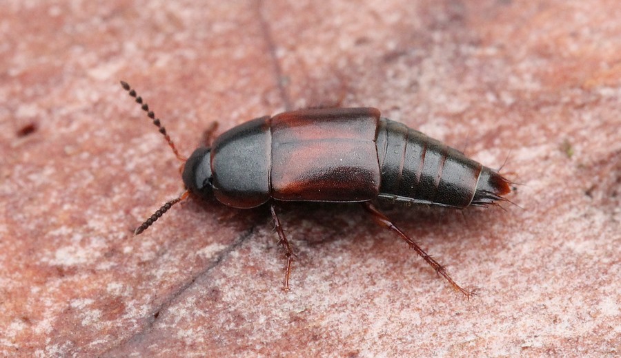 Tachinus humeralis (Tachinus humeralis)