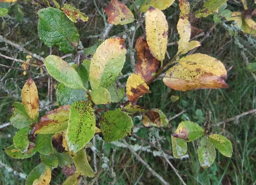 Øret Pil x Selje-Pil (Salix x capreola)