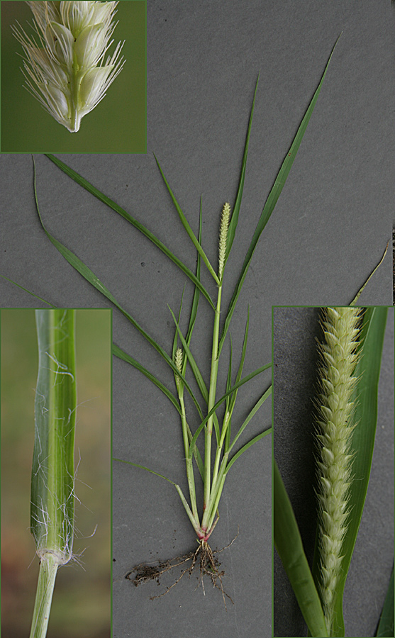 Knæbøjet Skærmaks (Setaria parviflora)