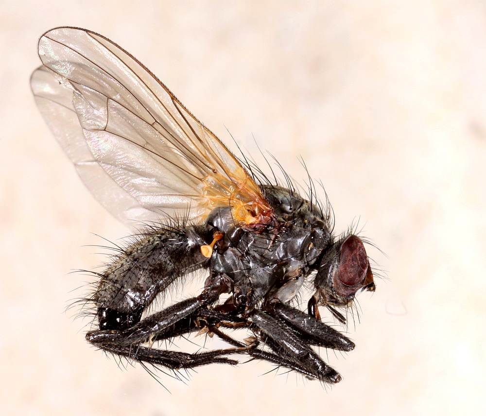 Alliopsis silvestris (Alliopsis silvestris)