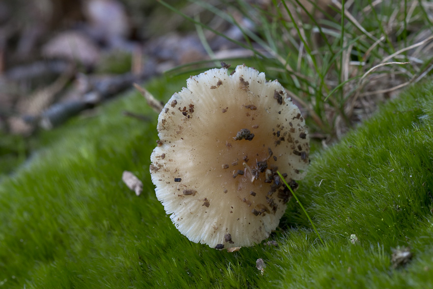 Kål-Bruskhat (Gymnopus brassicolens)