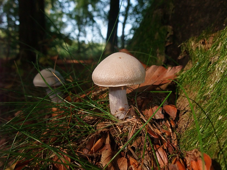 Lysviolet Slørhat (Cortinarius alboviolaceus)