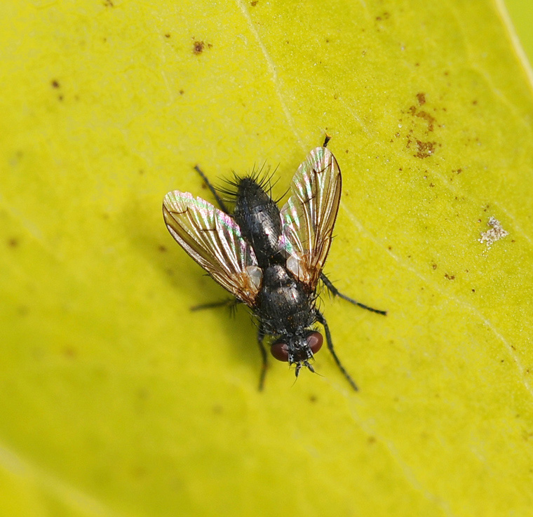 Ramonda latifrons (Ramonda latifrons)