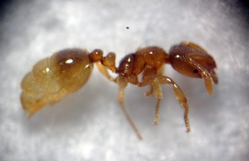Tyvemyre (Solenopsis fugax)
