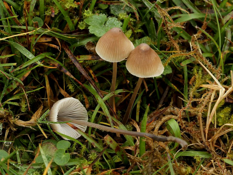 Jod-Huesvamp (Mycena filopes)