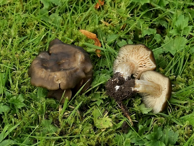 Tværåret Rødblad (Entoloma transvenosum)
