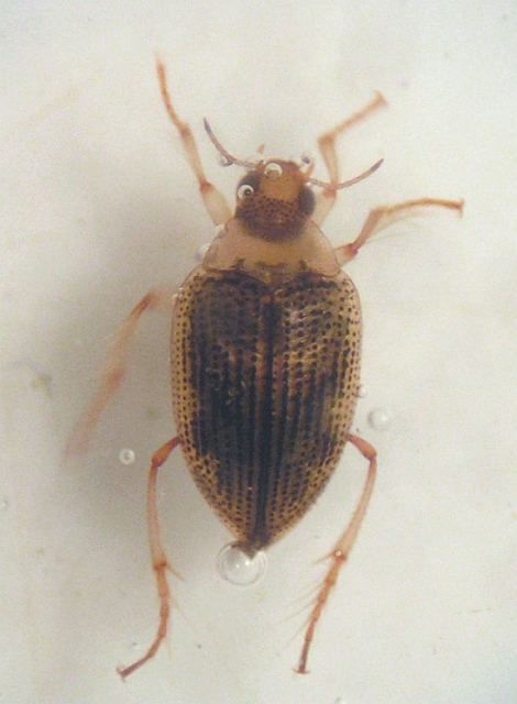Haliplus laminatus (Haliplus laminatus)