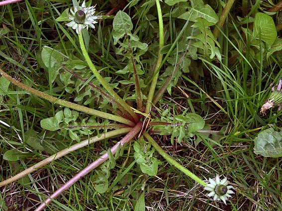 Bølgetandet Vejmælkebøtte (Taraxacum sinuatum)