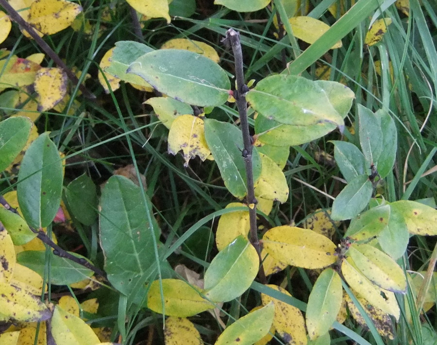 Salix x doniana (Salix x doniana)