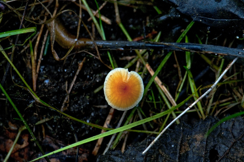 Abrikos-Huesvamp (Mycena leptophylla)