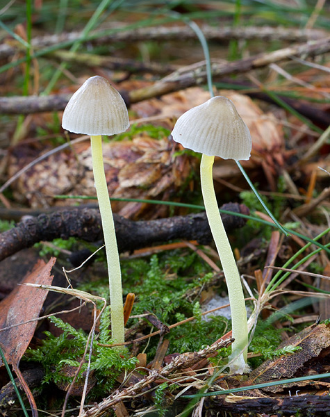 Gulstokket Huesvamp (Mycena epipterygia)