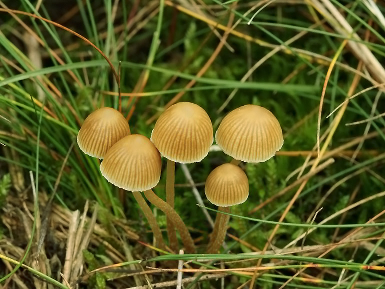 Olivengul Hjelmhat (Galerina mniophila)