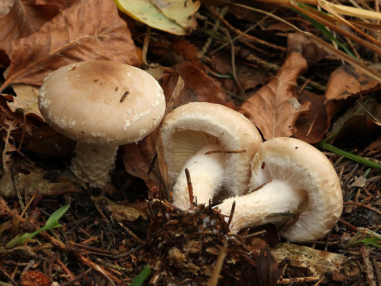 Løv-Skælhat (Pholiota lenta)