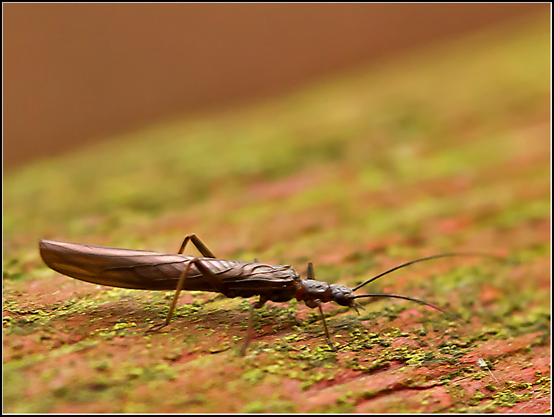 Mørk nålevinge (Leuctra fusca)