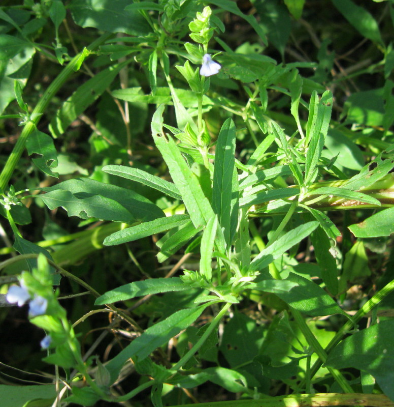 Salvia reflexa (Salvia reflexa)