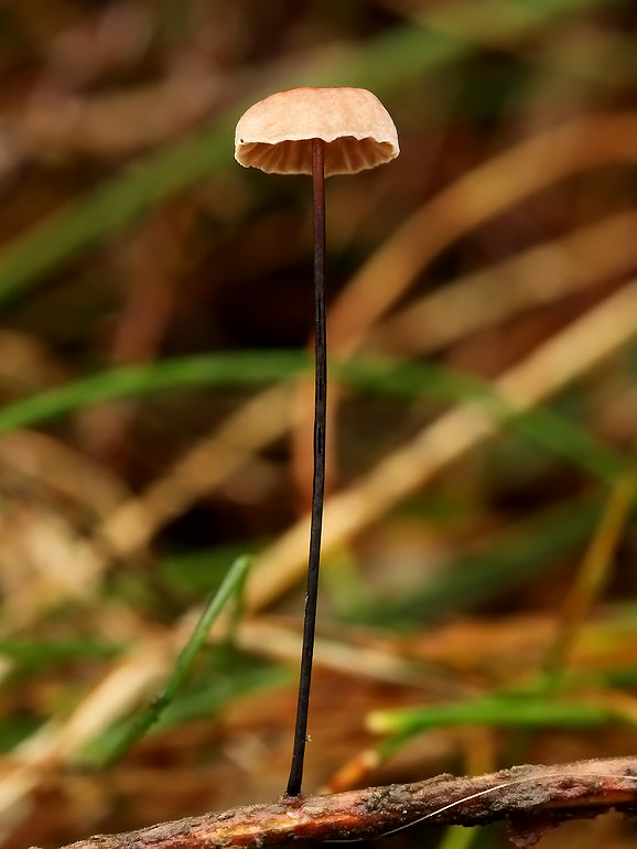Trådstokket Bruskhat (Gymnopus androsaceus)