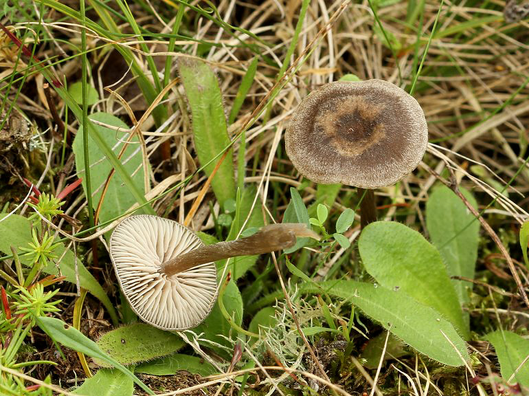 Entoloma nitens (Entoloma nitens)