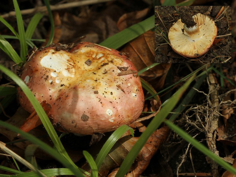 Russula globispora (Russula globispora)