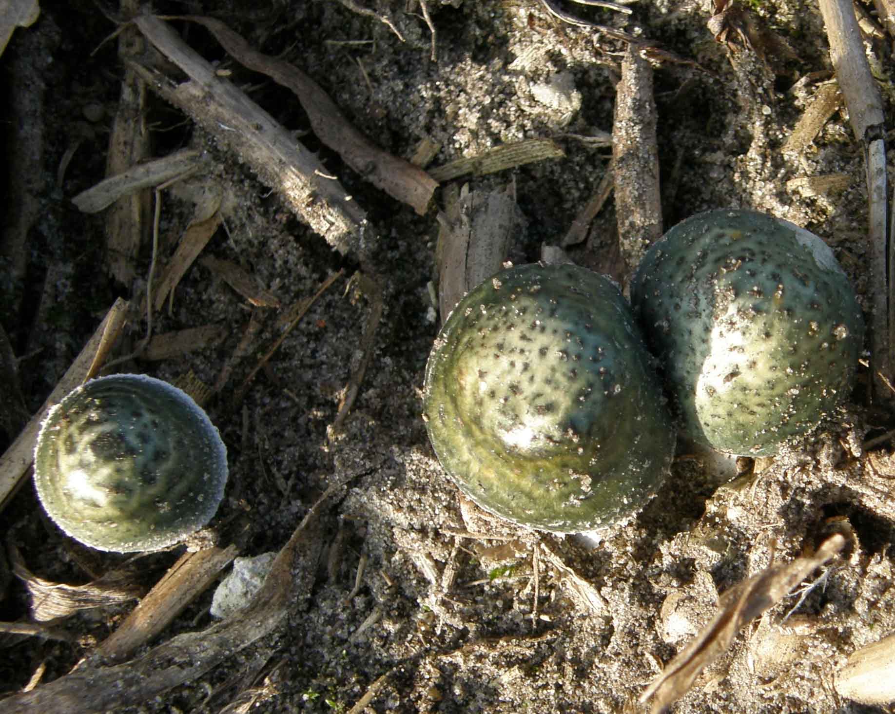Stropharia squamulosa (Stropharia squamulosa)