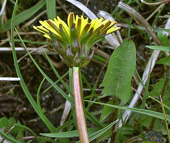 Liden Nordmælkebøtte (Taraxacum litorale)