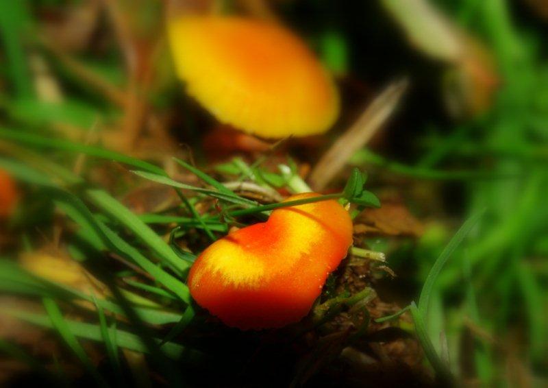 Koralrød Vokshat (Hygrocybe constrictospora)