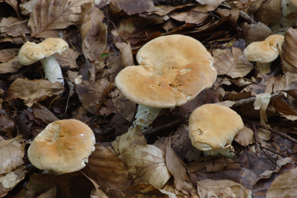 Hydnum heimii (Hydnum heimii)