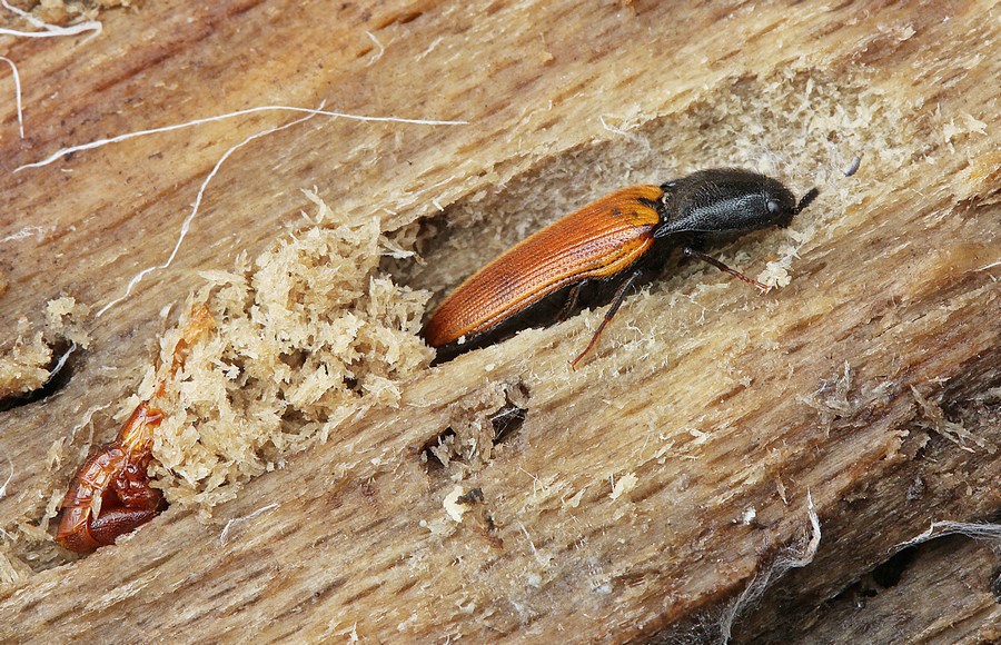 Gul Skovsmælder (Ampedus nigroflavus)