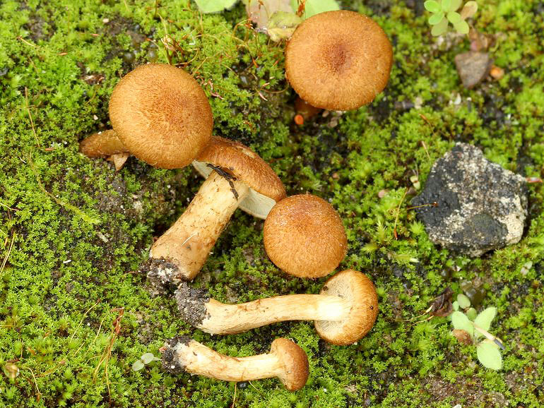 Inocybe fuscomarginata (Inocybe fuscomarginata)