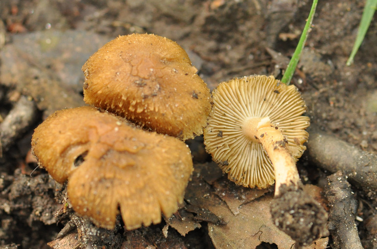 Inocybe muricellata (Inocybe muricellata)