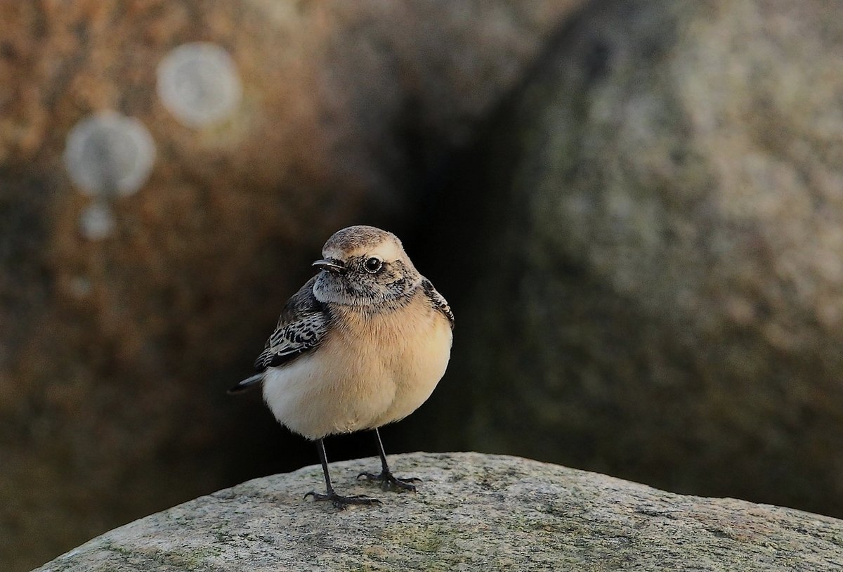 Nonnestenpikker (Oenanthe pleschanka)