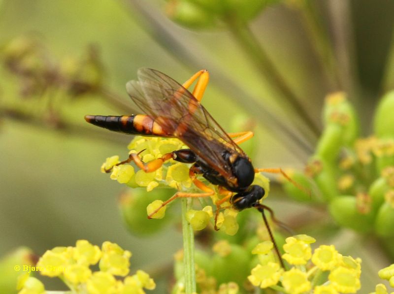 Banchus falcatorius (Banchus falcatorius)