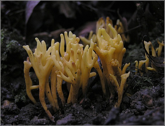 Eng-Køllesvamp (Clavulinopsis corniculata)