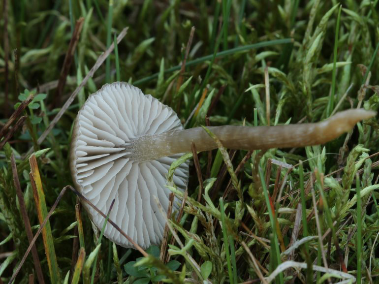 November-Rødblad (Entoloma vinaceum)