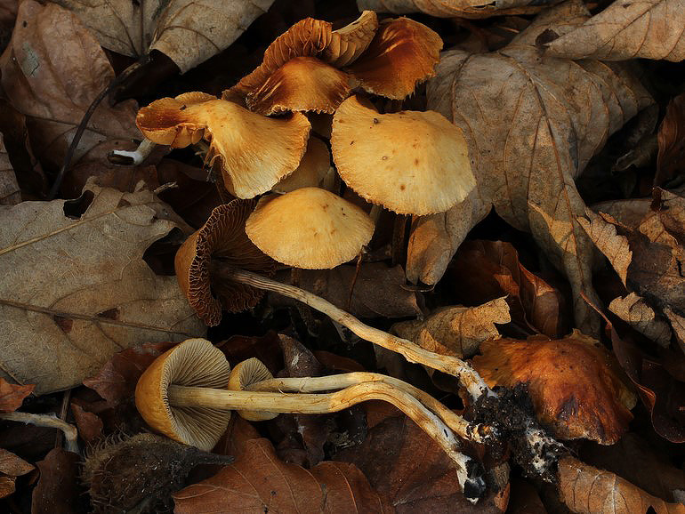 Giftig Dansehat (Pholiotina filaris)