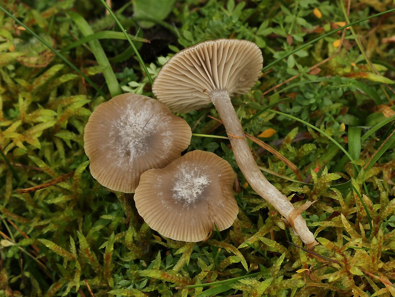 Clitocybe subcordispora (Clitocybe subcordispora)