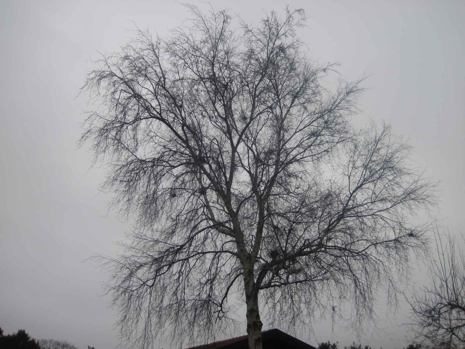 Taphrina turgida (Taphrina turgida)