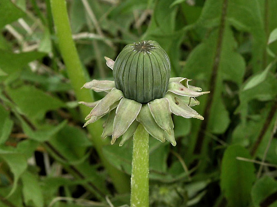 Moldavisk Vejmælkebøtte (Taraxacum moldavicum)
