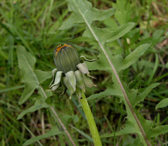 Rank Vejmælkebøtte (Taraxacum tanyphyllum)