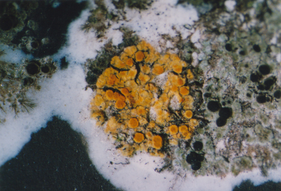 Æggegul Orangelav (Caloplaca vitellinula)