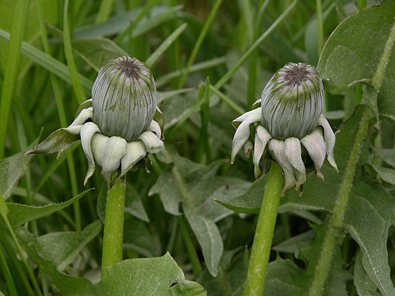 Stortandet Vejmælkebøtte (Taraxacum opertum)