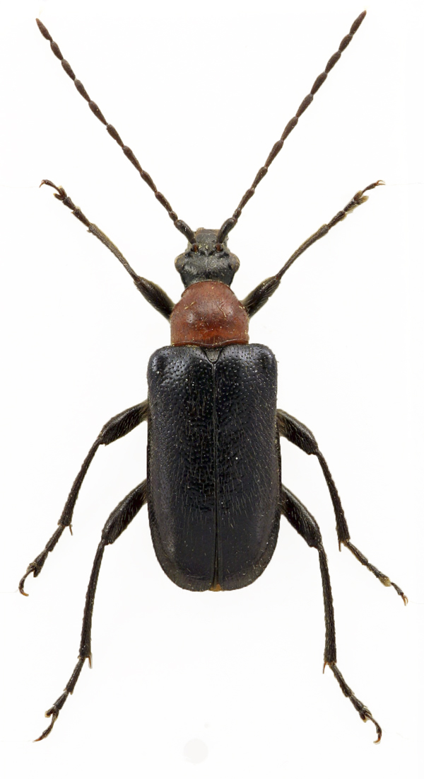 Rødbrystet Blomsterbuk (Dinoptera collaris)