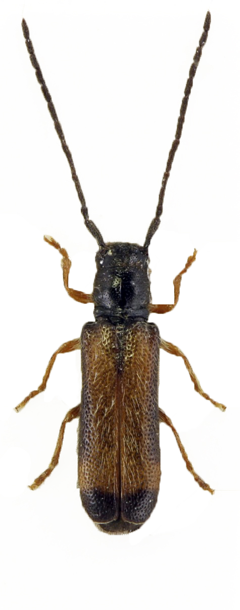 Tetrops starkii (Tetrops starkii)