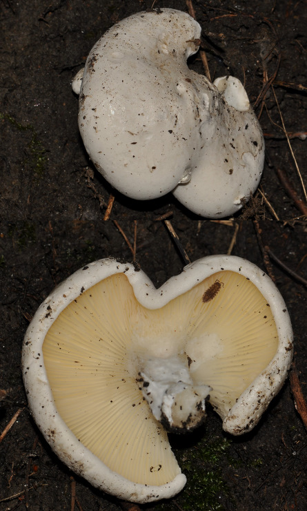 Clitopilus cystidiatus (Clitopilus cystidiatus)