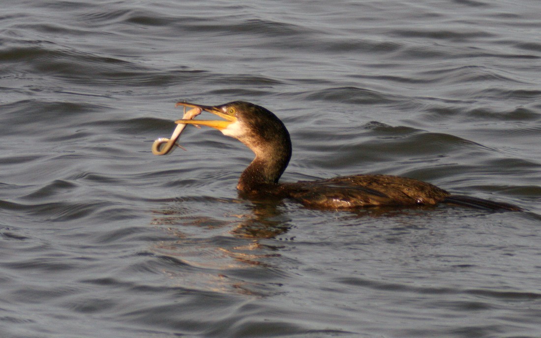 Topskarv (Phalacrocorax aristotelis)