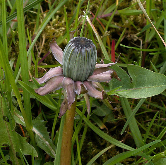 Blomme-Vejmælkebøtte (Taraxacum afficiens)