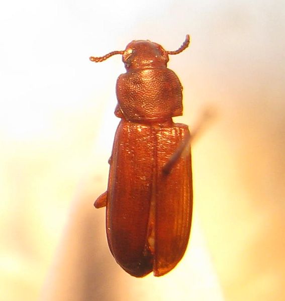 Amerikansk Rismelbille (Tribolium confusum)