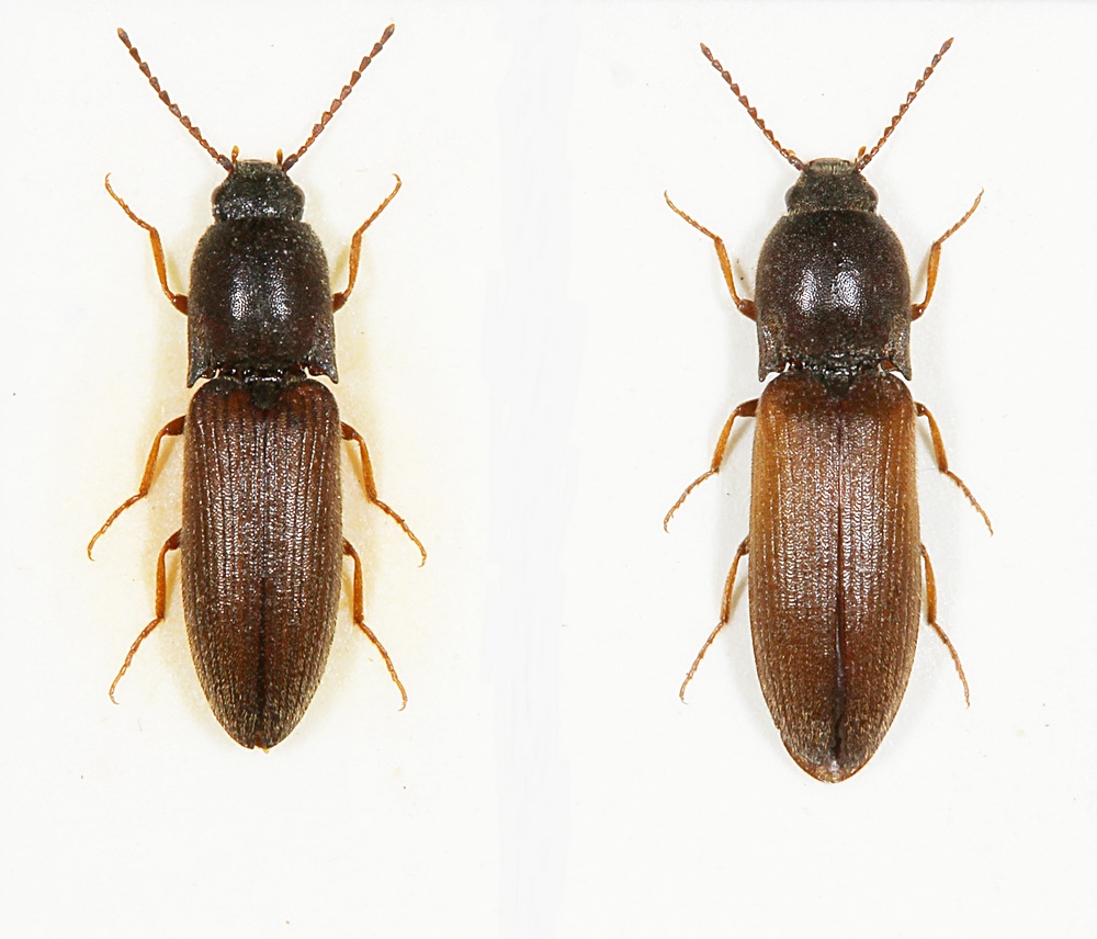Variabel Kornsmælder (Agriotes ustulatus)