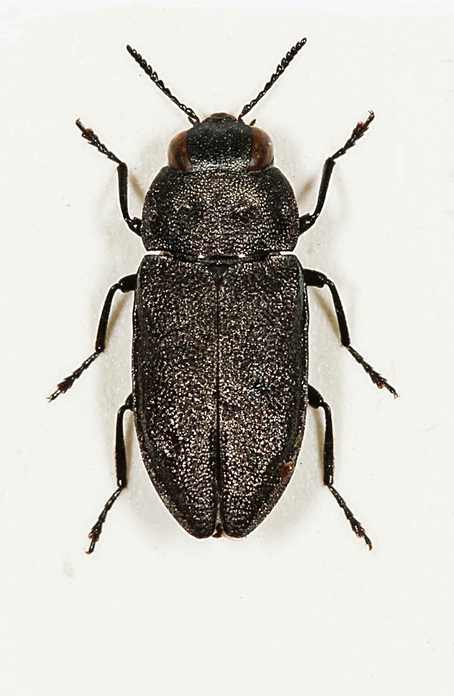 Firepunktet Pragtbille (Anthaxia quadripunctata)