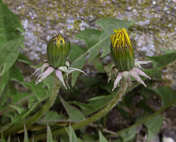Tætfliget Nordmælkebøtte (Taraxacum geminatiforme)